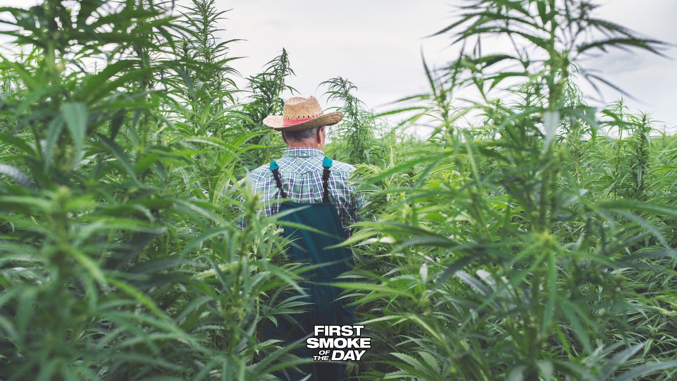 Senators Move to Delay the Federal Intoxicating Hemp Ban, and 35 State AGs Fight Back
