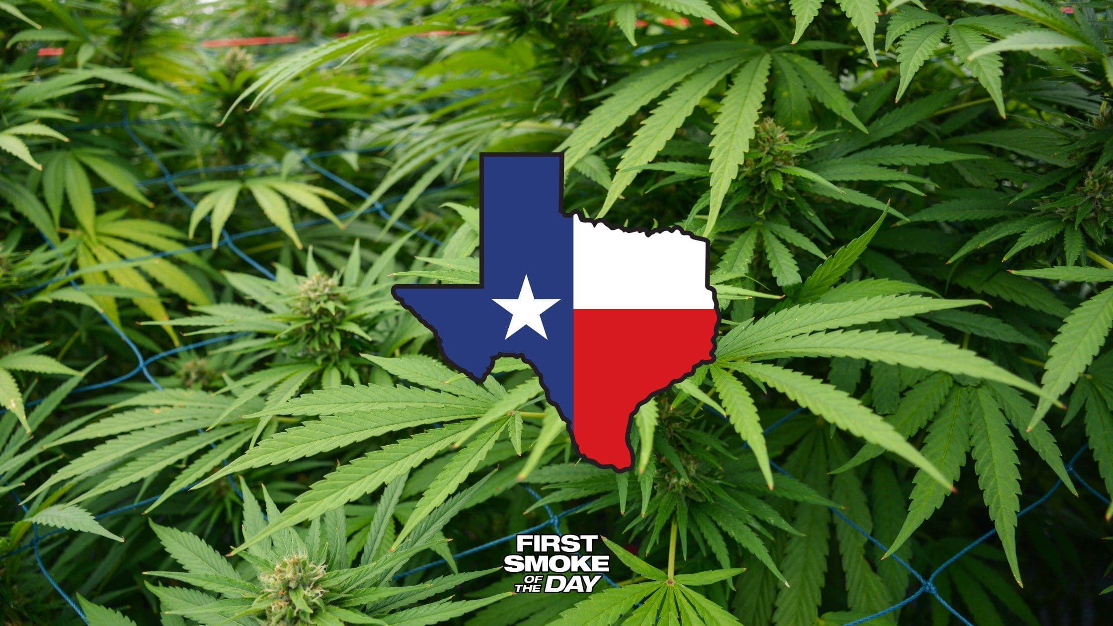 Texas THC Ban Is Now in Effect, and Police Say Possession Could Be a Felony
